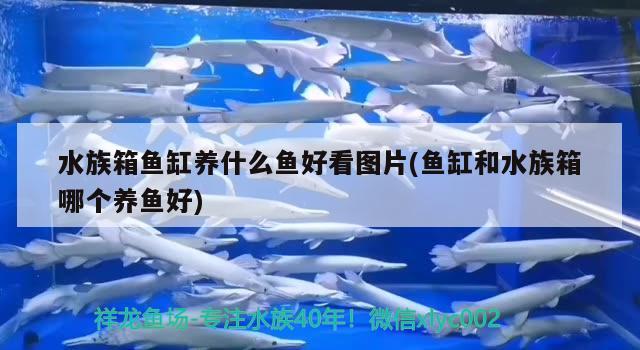 水族箱魚缸養(yǎng)什么魚好看圖片(魚缸和水族箱哪個養(yǎng)魚好) 魚缸/水族箱