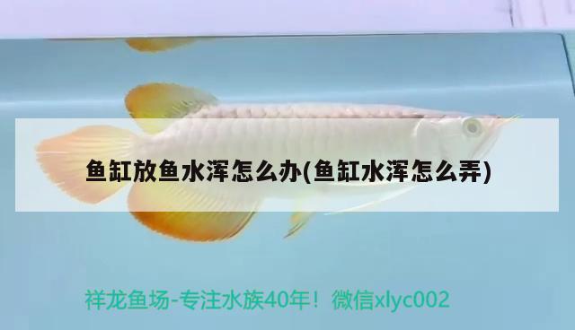 魚缸放魚水渾怎么辦(魚缸水渾怎么弄) 錦鯉魚百科