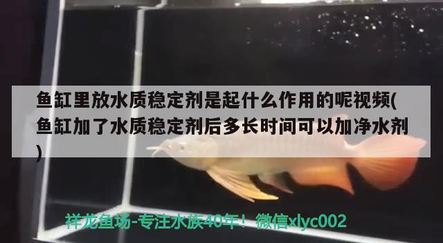 魚缸里放水質穩(wěn)定劑是起什么作用的呢視頻(魚缸加了水質穩(wěn)定劑后多長時間可以加凈水劑) 超血紅龍魚 第2張