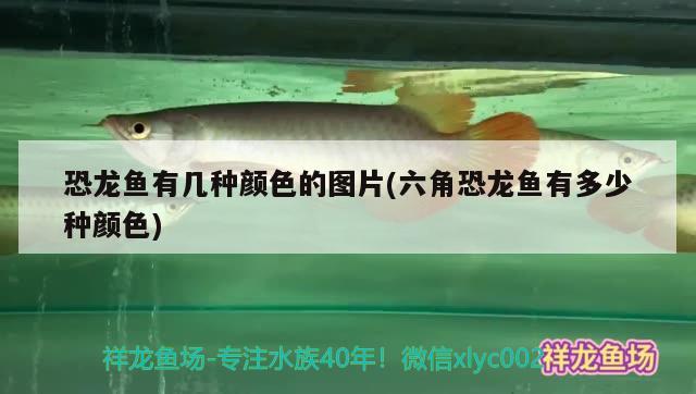 恐龍魚有幾種顏色的圖片(六角恐龍魚有多少種顏色) 銀龍魚苗