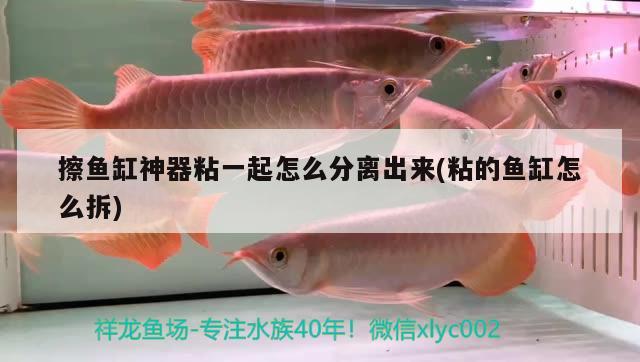 擦魚缸神器粘一起怎么分離出來(粘的魚缸怎么拆)