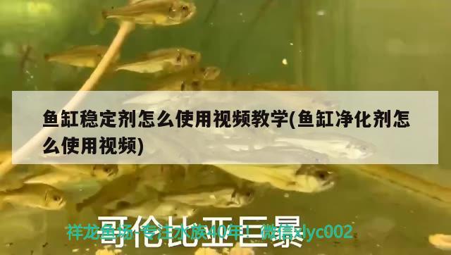 魚缸穩(wěn)定劑怎么使用視頻教學(xué)(魚缸凈化劑怎么使用視頻) 虎魚百科