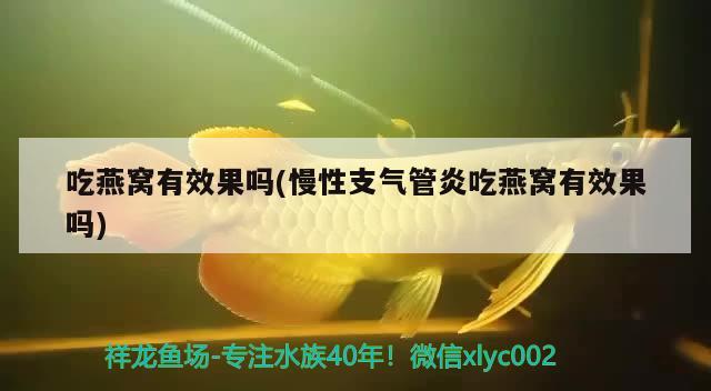 吃燕窩有效果嗎(慢性支氣管炎吃燕窩有效果嗎) 馬來西亞燕窩