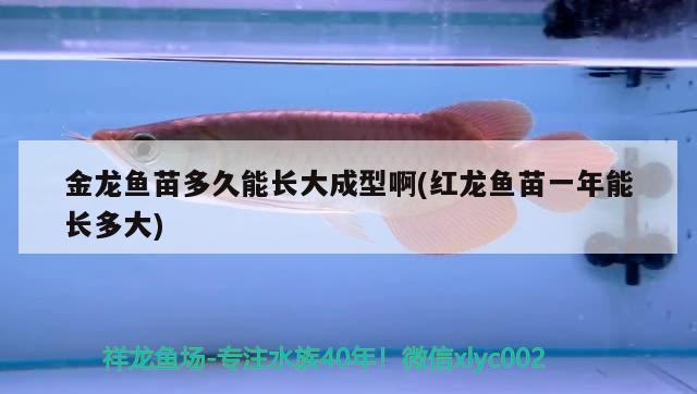 金龍魚苗多久能長大成型啊(紅龍魚苗一年能長多大) 野生埃及神仙魚