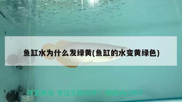 魚缸水為什么發(fā)綠黃(魚缸的水變黃綠色) 黃金斑馬魚