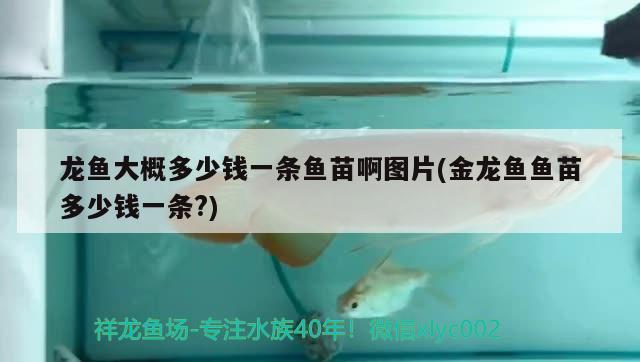 龍魚大概多少錢一條魚苗啊圖片(金龍魚魚苗多少錢一條?)