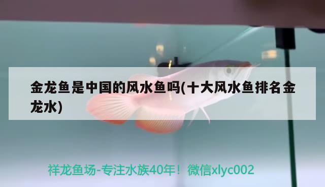 金龍魚(yú)是中國(guó)的風(fēng)水魚(yú)嗎(十大風(fēng)水魚(yú)排名金龍水) 魚(yú)缸風(fēng)水