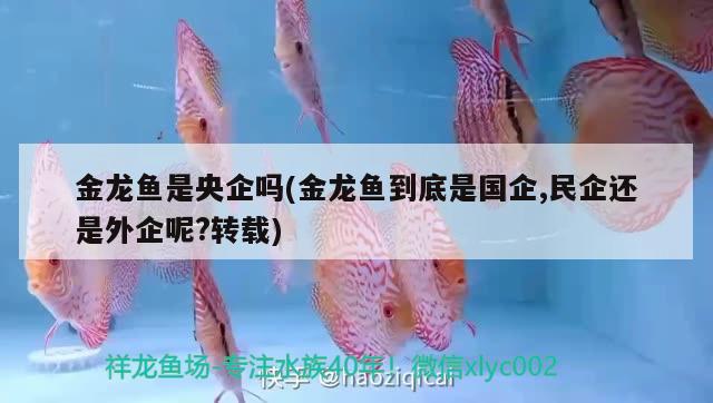 金龍魚是央企嗎(金龍魚到底是國企,民企還是外企呢?轉載) PH調節(jié)劑