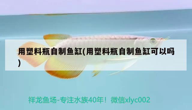 用塑料瓶自制魚缸(用塑料瓶自制魚缸可以嗎) 潛水艇魚