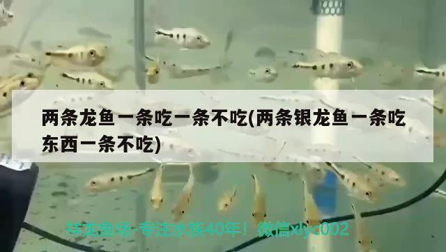 兩條龍魚一條吃一條不吃(兩條銀龍魚一條吃東西一條不吃) 銀龍魚百科