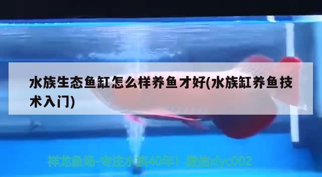 水族生態(tài)魚缸怎么樣養(yǎng)魚才好(水族缸養(yǎng)魚技術(shù)入門) 其他益生菌