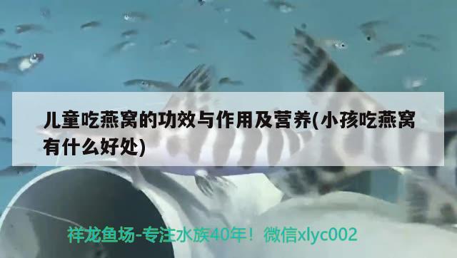 兒童吃燕窩的功效與作用及營養(yǎng)(小孩吃燕窩有什么好處) 馬來西亞燕窩