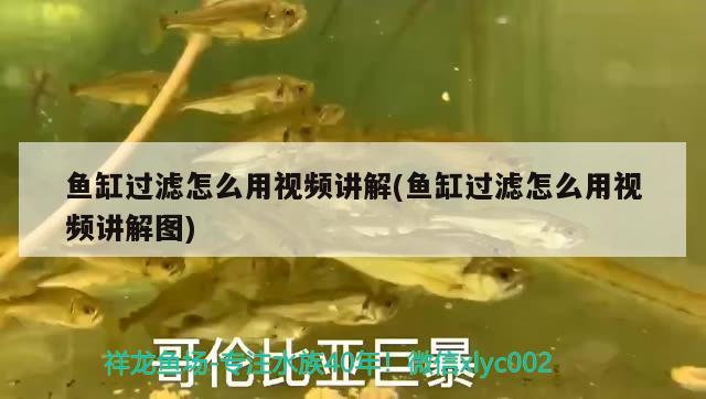 魚缸過濾怎么用視頻講解(魚缸過濾怎么用視頻講解圖) 申古三間魚 第2張