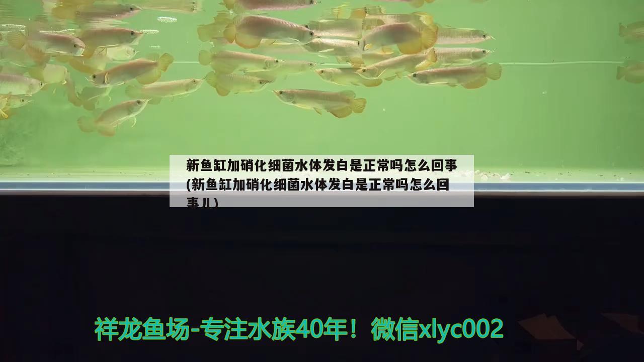 新魚缸加硝化細菌水體發(fā)白是正常嗎怎么回事(新魚缸加硝化細菌水體發(fā)白是正常嗎怎么回事兒)