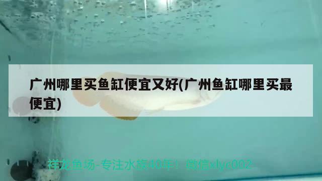 廣州哪里買魚缸便宜又好(廣州魚缸哪里買最便宜) 觀賞魚企業(yè)目錄