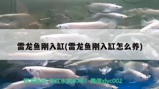 雷龍魚剛?cè)敫?雷龍魚剛?cè)敫自趺答B(yǎng)) 星點(diǎn)金龍魚