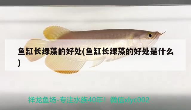 魚缸長(zhǎng)綠藻的好處(魚缸長(zhǎng)綠藻的好處是什么) 翡翠鳳凰魚