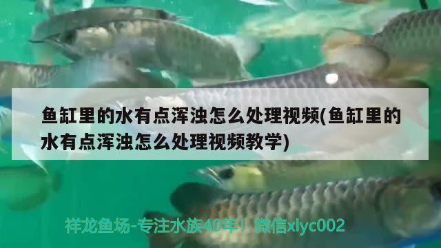 魚缸里的水有點(diǎn)渾濁怎么處理視頻(魚缸里的水有點(diǎn)渾濁怎么處理視頻教學(xué)) 大日玉鯖魚