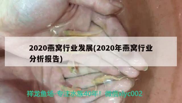 2020燕窩行業(yè)發(fā)展(2020年燕窩行業(yè)分析報告)