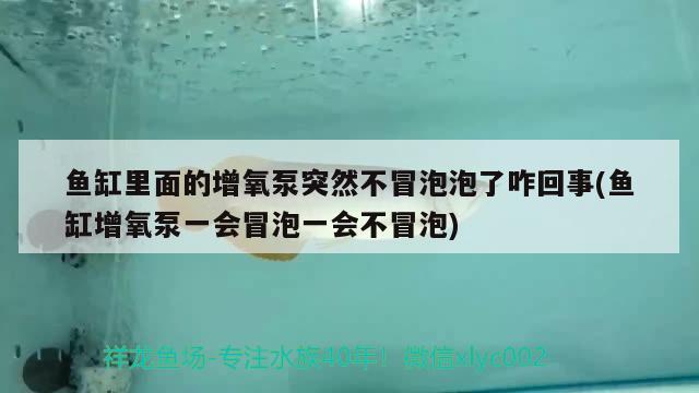 魚(yú)缸里面的增氧泵突然不冒泡泡了咋回事(魚(yú)缸增氧泵一會(huì)冒泡一會(huì)不冒泡) 水草