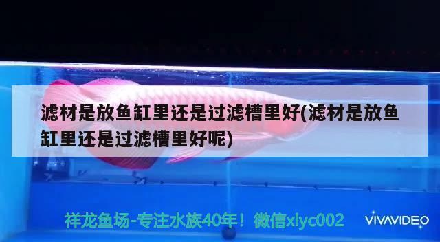 濾材是放魚缸里還是過濾槽里好(濾材是放魚缸里還是過濾槽里好呢) 銀龍魚苗