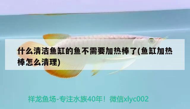 什么清潔魚缸的魚不需要加熱棒了(魚缸加熱棒怎么清理) 高背金龍魚