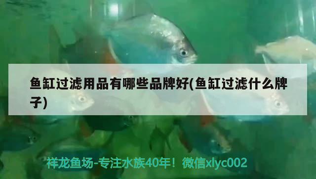 魚缸過濾用品有哪些品牌好(魚缸過濾什么牌子) 斑馬鴨嘴魚