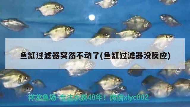 魚缸過濾器突然不動了(魚缸過濾器沒反應(yīng)) 稀有紅龍品種