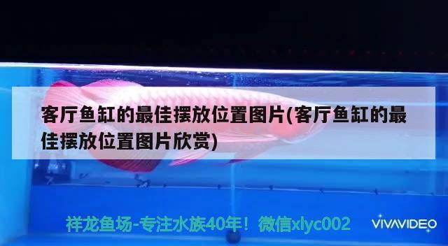 客廳魚(yú)缸的最佳擺放位置圖片(客廳魚(yú)缸的最佳擺放位置圖片欣賞) 紅老虎魚(yú)