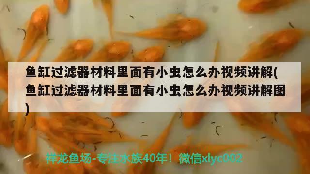 魚缸過濾器材料里面有小蟲怎么辦視頻講解(魚缸過濾器材料里面有小蟲怎么辦視頻講解圖) 祥龍龍魚魚糧