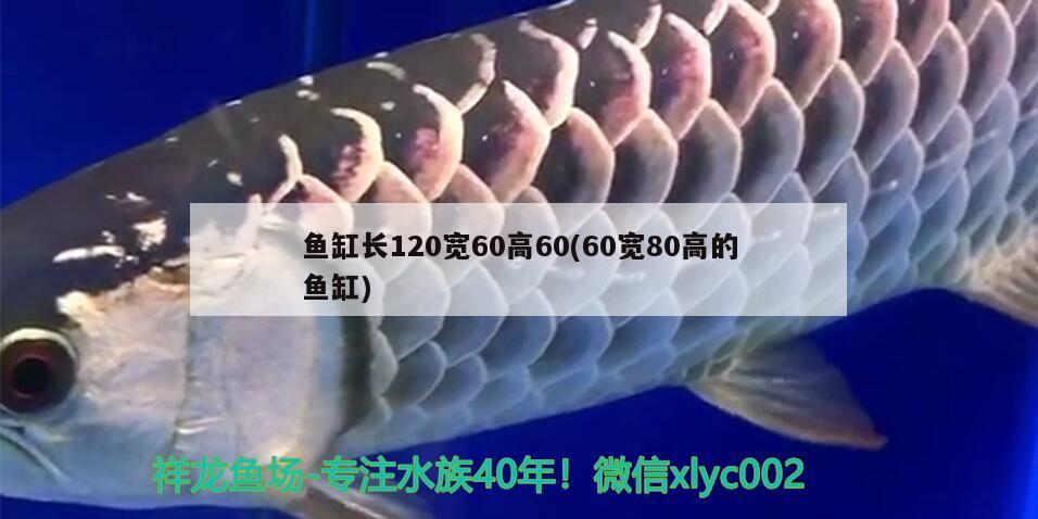 魚(yú)缸長(zhǎng)120寬60高60(60寬80高的魚(yú)缸)