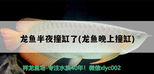 龍魚半夜撞缸了(龍魚晚上撞缸) 觀賞魚批發(fā)