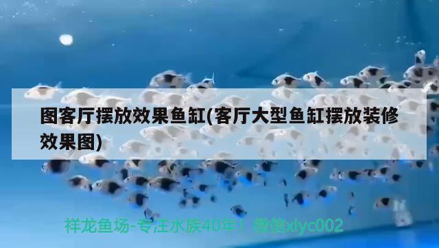 圖客廳擺放效果魚缸(客廳大型魚缸擺放裝修效果圖) 金頭過背金龍魚