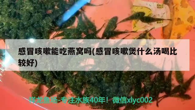 感冒咳嗽能吃燕窩嗎(感冒咳嗽煲什么湯喝比較好) 馬來西亞燕窩