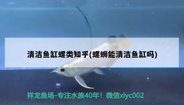 清潔魚缸螺類知乎(螺螄能清潔魚缸嗎)