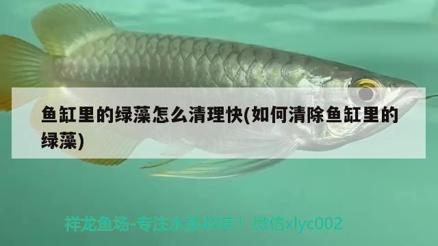 魚(yú)缸里的綠藻怎么清理快(如何清除魚(yú)缸里的綠藻) 黃金斑馬魚(yú)