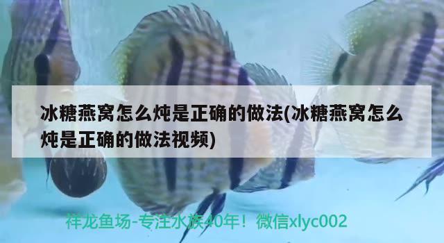 冰糖燕窩怎么燉是正確的做法(冰糖燕窩怎么燉是正確的做法視頻) 馬來西亞燕窩