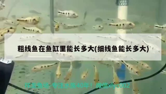 粗線魚在魚缸里能長多大(細線魚能長多大) 銀龍魚