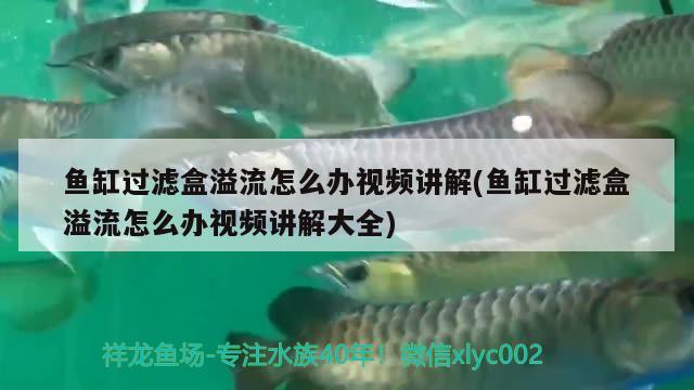 魚缸過(guò)濾盒溢流怎么辦視頻講解(魚缸過(guò)濾盒溢流怎么辦視頻講解大全) 金龍魚糧