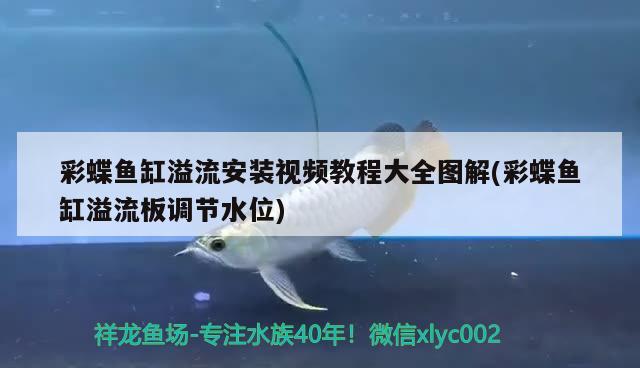 彩蝶魚缸溢流安裝視頻教程大全圖解(彩蝶魚缸溢流板調(diào)節(jié)水位)