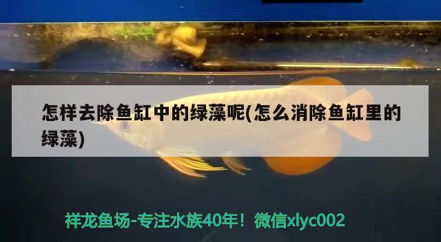 怎樣去除魚缸中的綠藻呢(怎么消除魚缸里的綠藻)