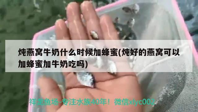 燉燕窩牛奶什么時候加蜂蜜(燉好的燕窩可以加蜂蜜加牛奶吃嗎)