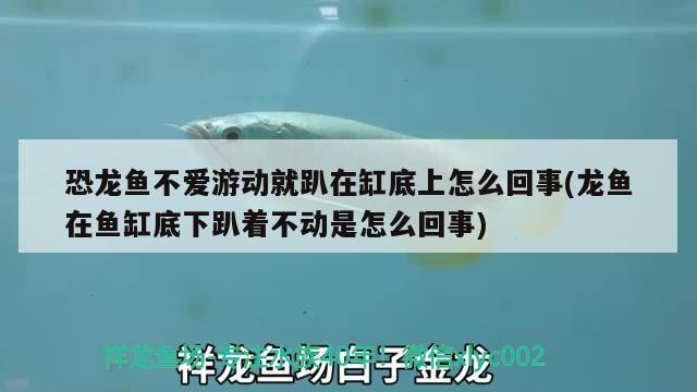 恐龍魚不愛游動就趴在缸底上怎么回事(龍魚在魚缸底下趴著不動是怎么回事) 祥龍金禾金龍魚