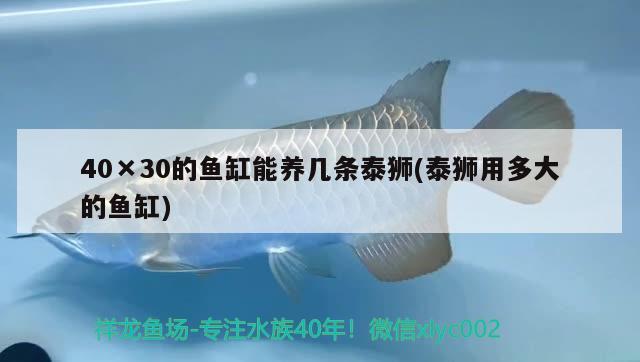 40×30的魚缸能養(yǎng)幾條泰獅(泰獅用多大的魚缸)