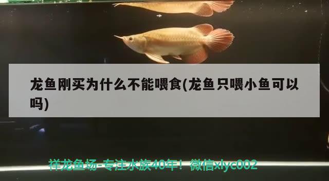 龍魚剛買為什么不能喂食(龍魚只喂小魚可以嗎)