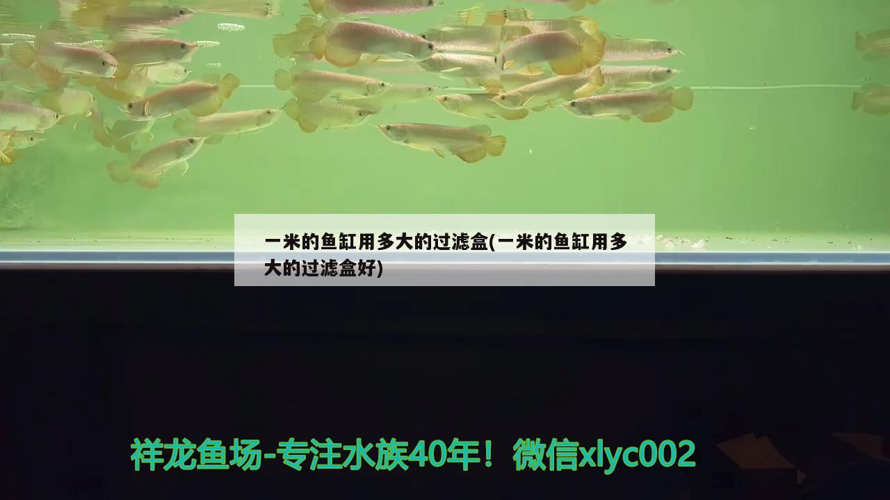 一米的魚缸用多大的過濾盒(一米的魚缸用多大的過濾盒好) 電鰻