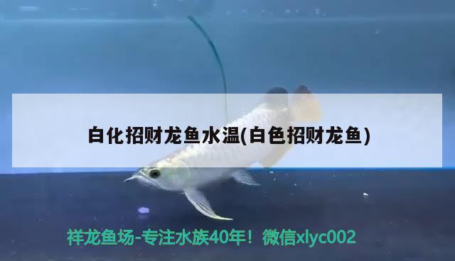 白化招財龍魚水溫(白色招財龍魚) 魚缸風(fēng)水