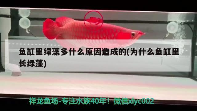 魚缸里綠藻多什么原因造成的(為什么魚缸里長綠藻) 虎魚魚苗