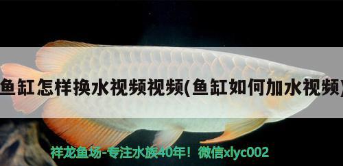 魚缸怎樣換水視頻視頻(魚缸如何加水視頻) 觀賞魚百科