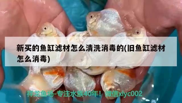 新買的魚缸濾材怎么清洗消毒的(舊魚缸濾材怎么消毒) 海象魚